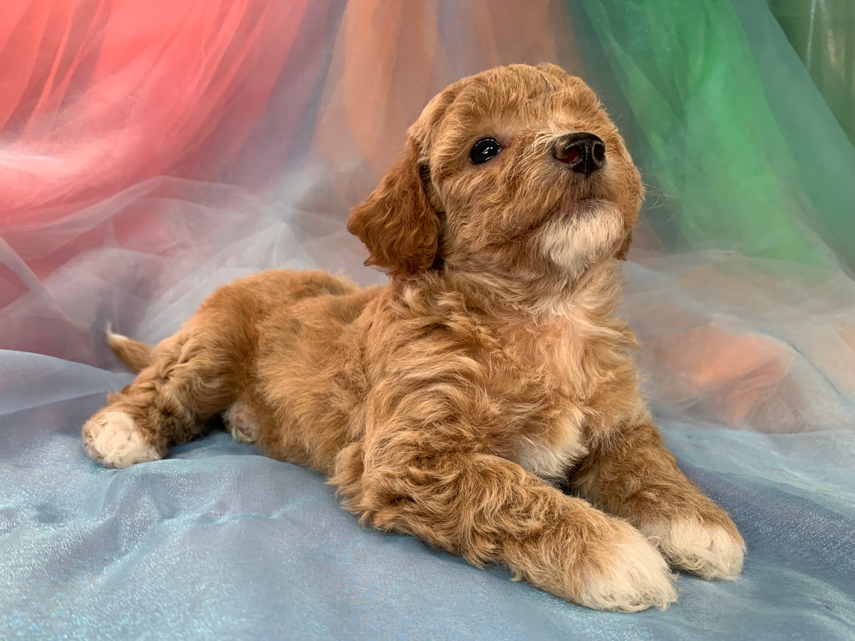 Female Bichon Poo Puppy Available DOB 6-18-2022, $1200